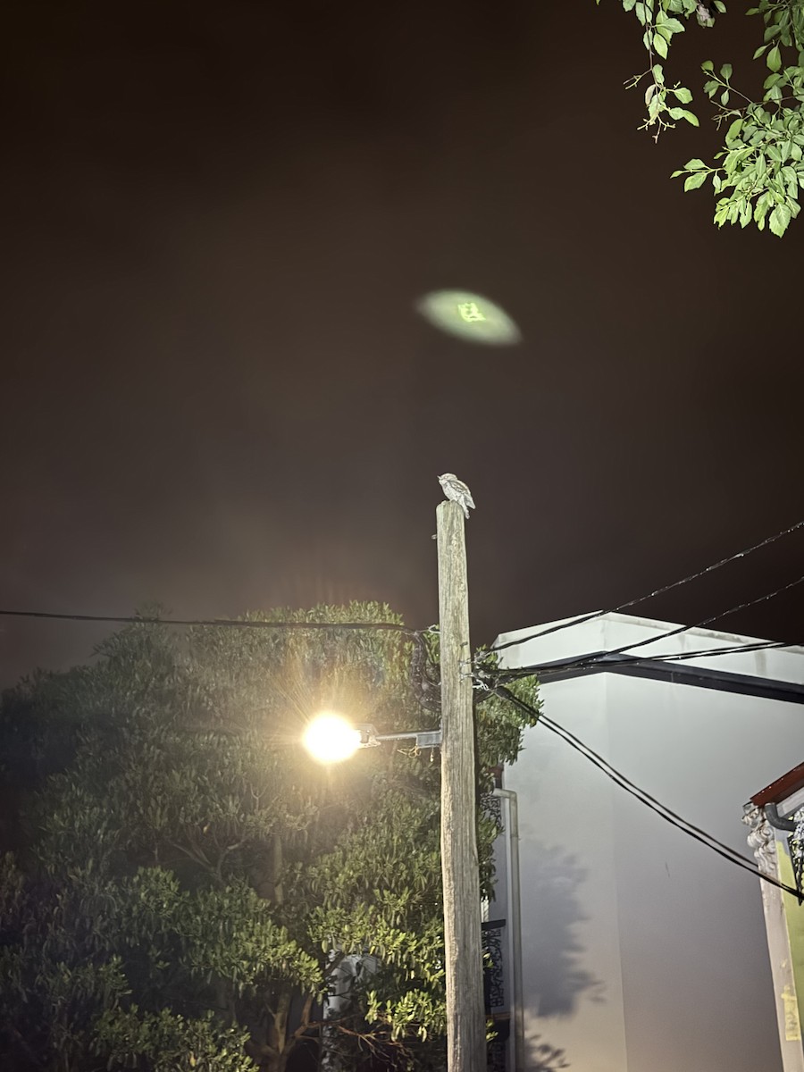 Tawny Frogmouth - ML644259740