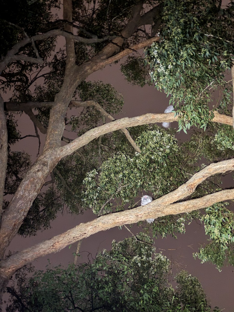 Tawny Frogmouth - ML644259741