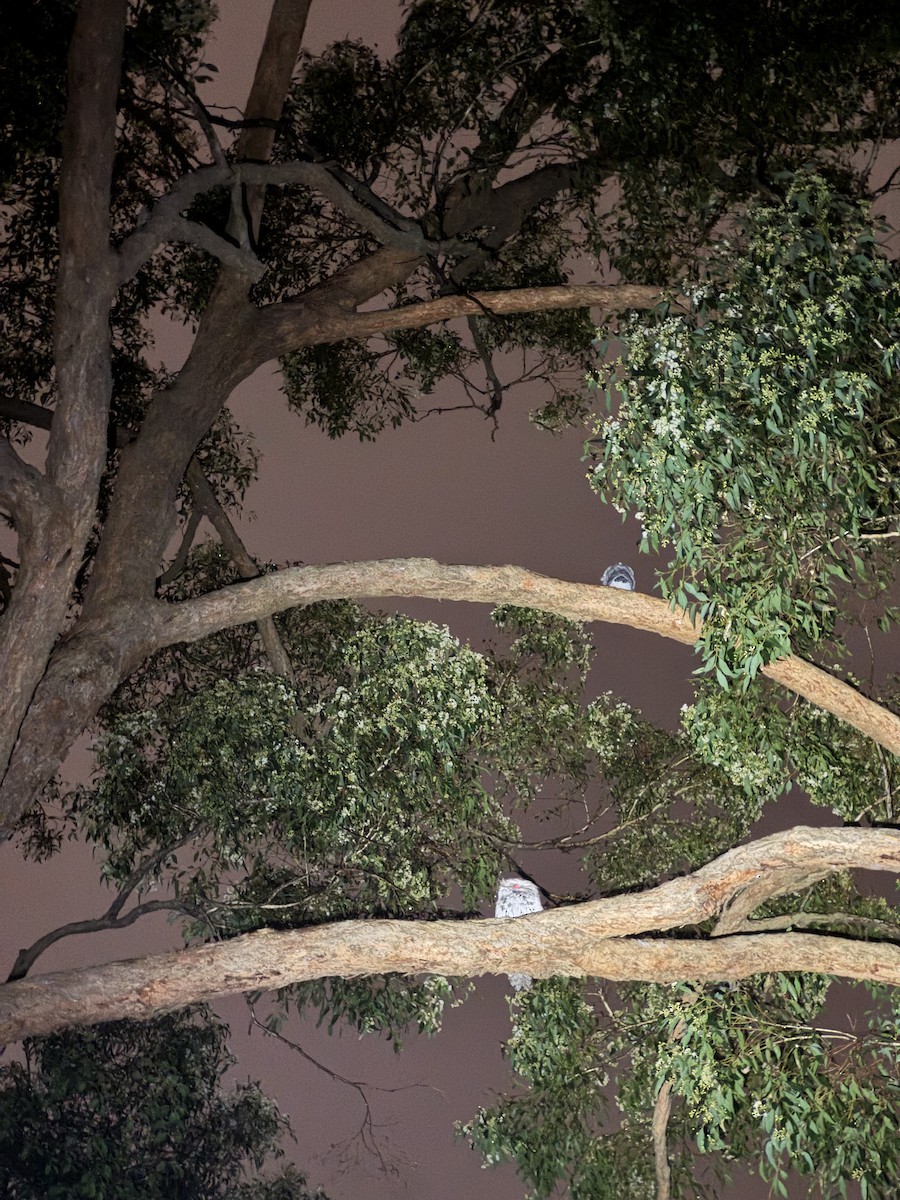 Tawny Frogmouth - ML644259742