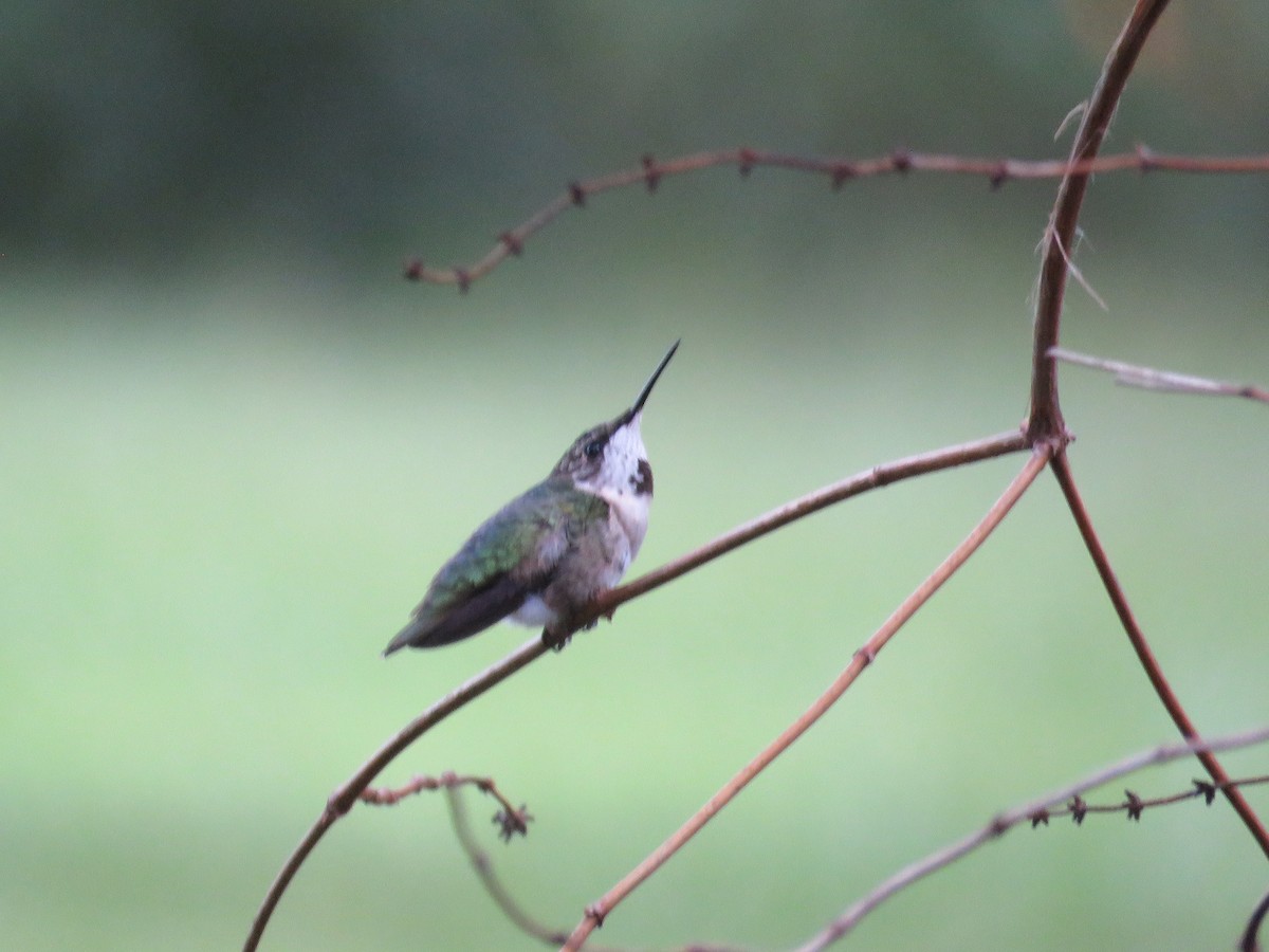 Colibrí Gorjirrubí - ML644259744