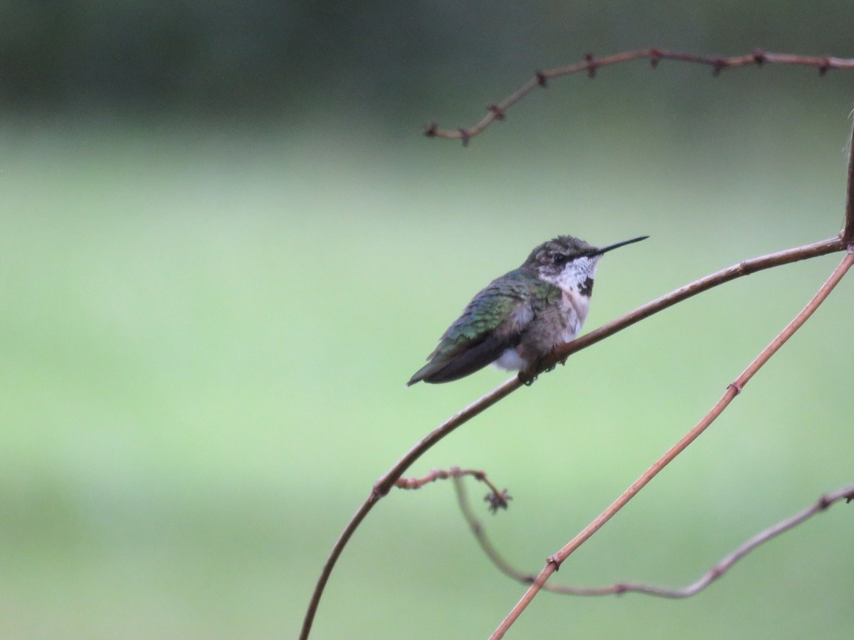 Colibrí Gorjirrubí - ML644259745