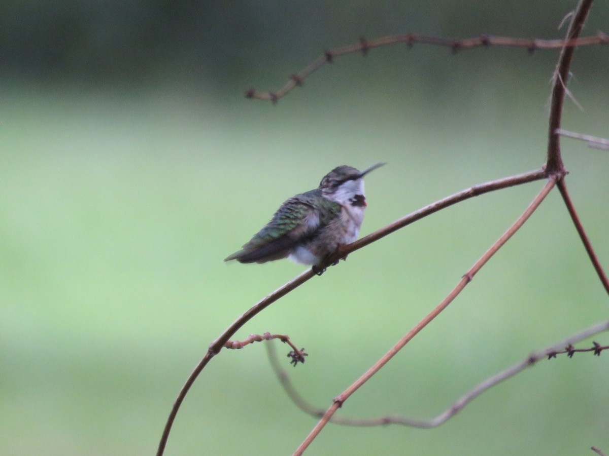 Colibrí Gorjirrubí - ML644259746