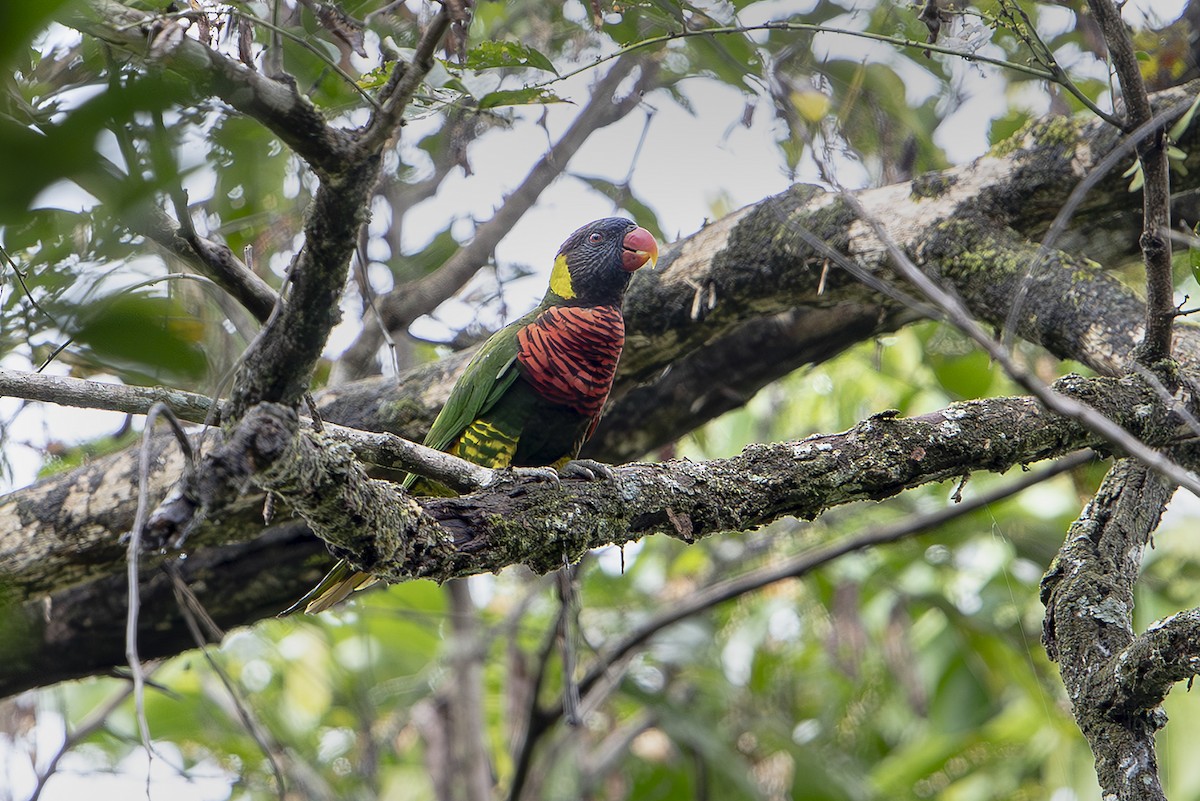 Coconut Lorikeet - ML644259748