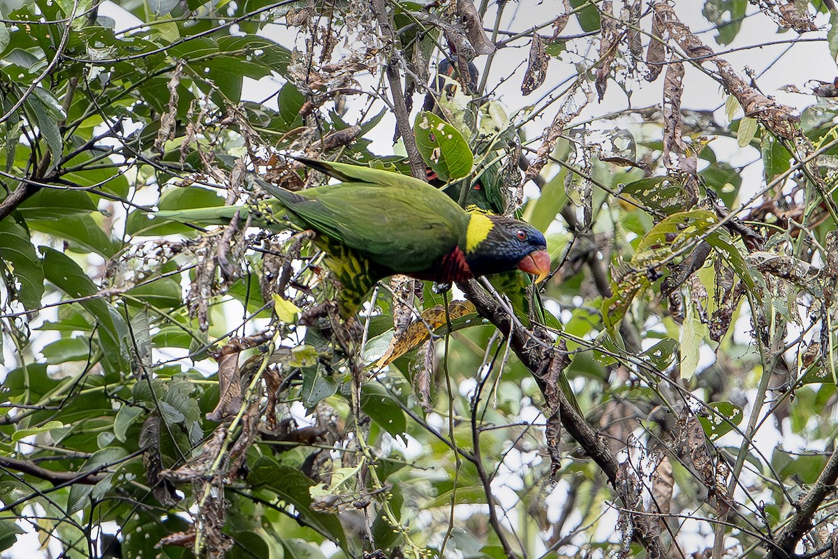 Coconut Lorikeet - ML644259749