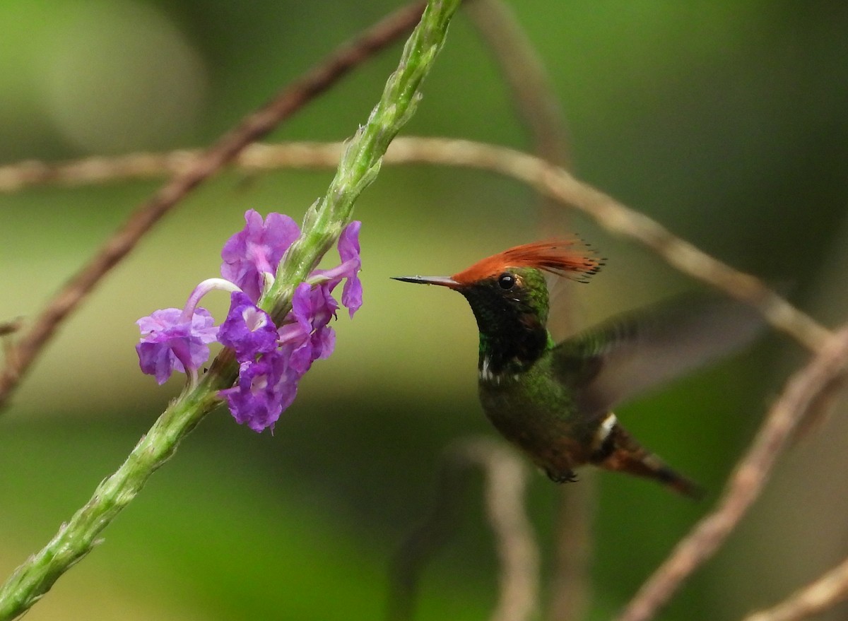 チャカザリハチドリ - ML644259765