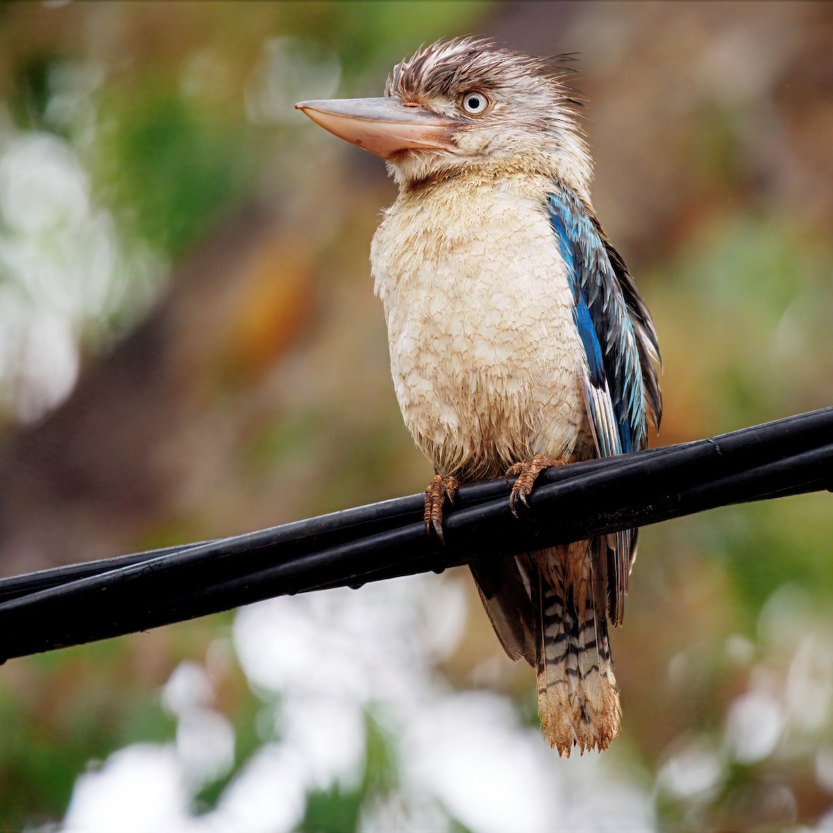 Blue-winged Kookaburra - ML644259768