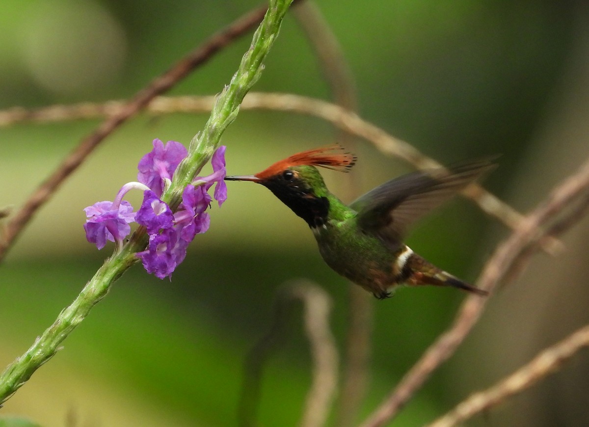 チャカザリハチドリ - ML644259773