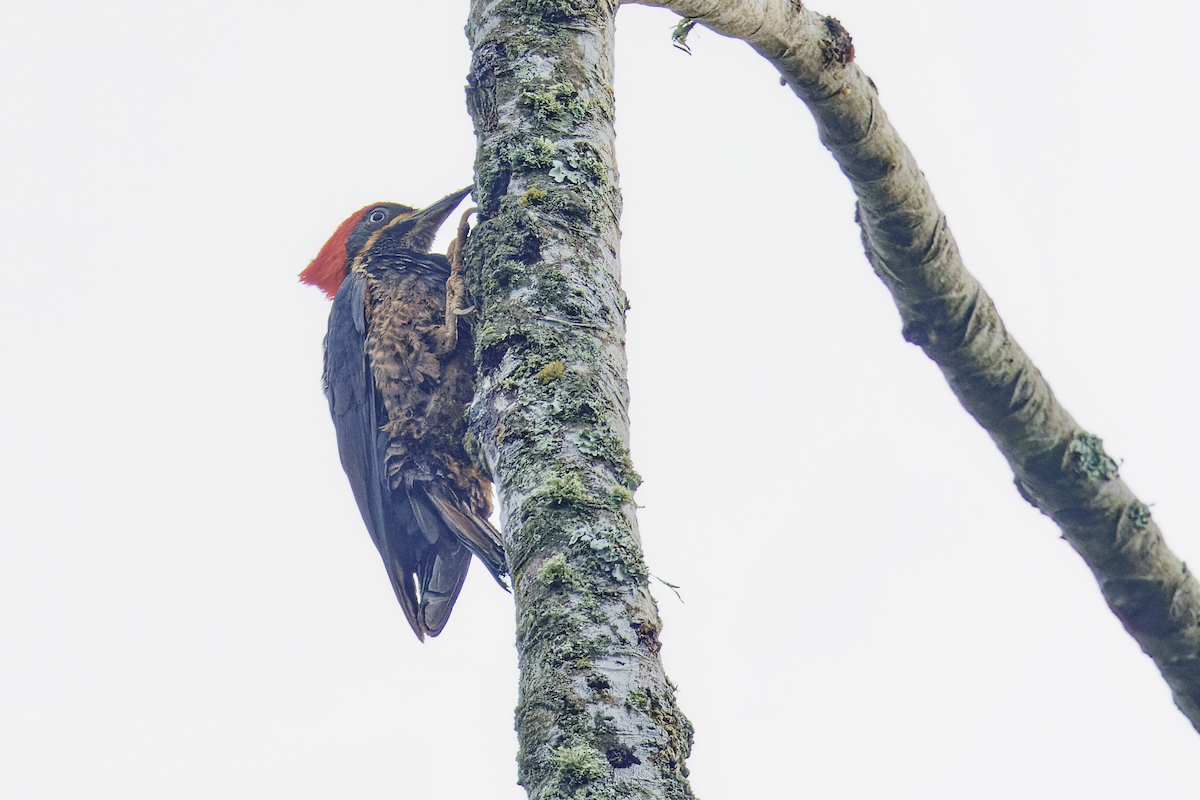 Lineated Woodpecker - ML644259776