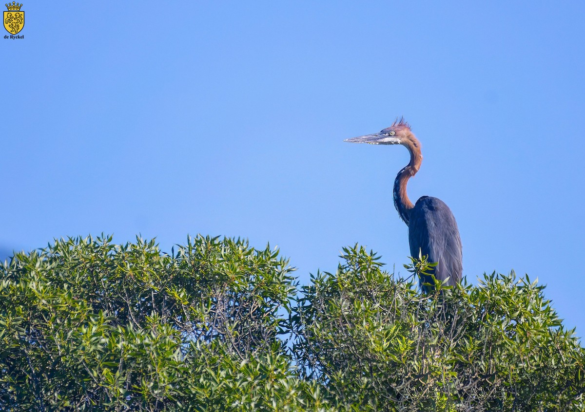 goliathegre - ML644259780