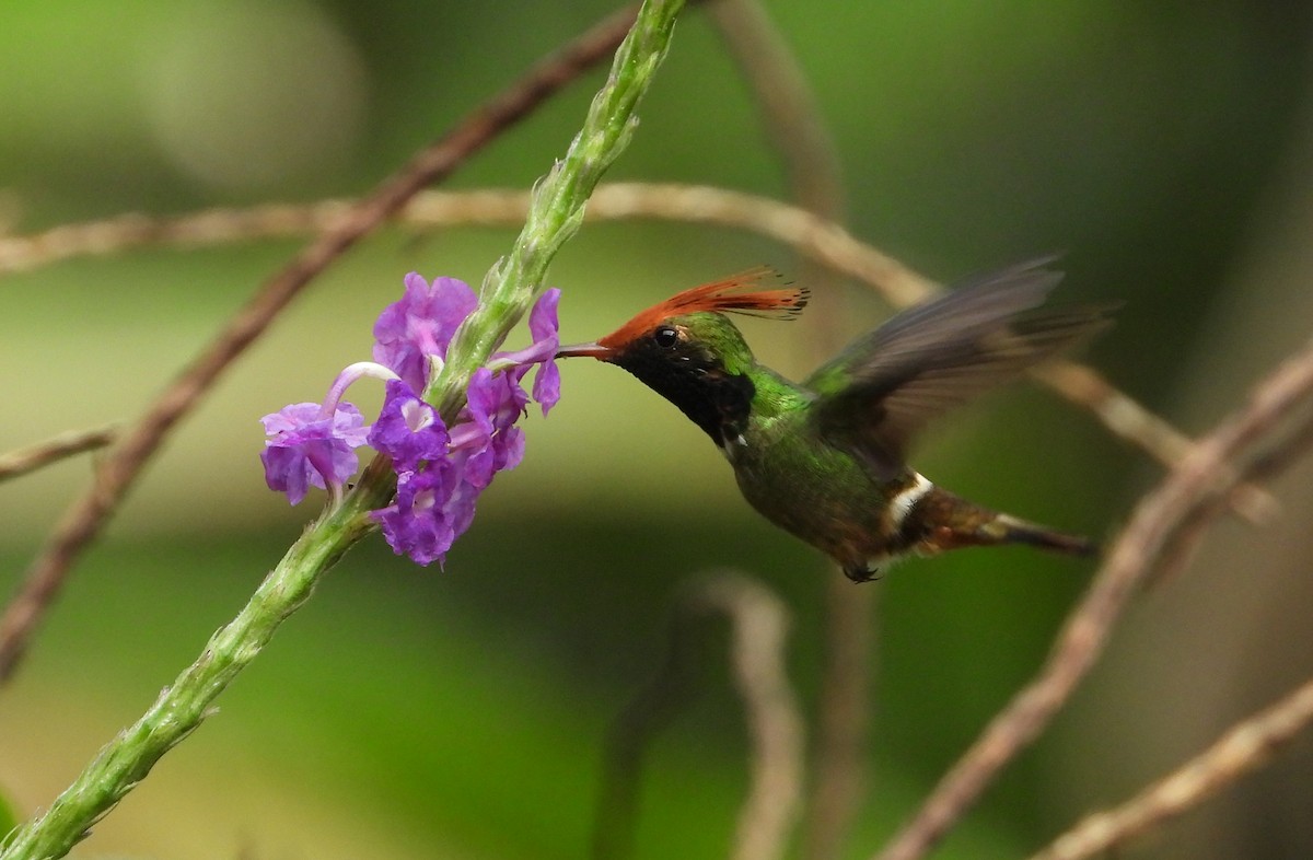 チャカザリハチドリ - ML644259781