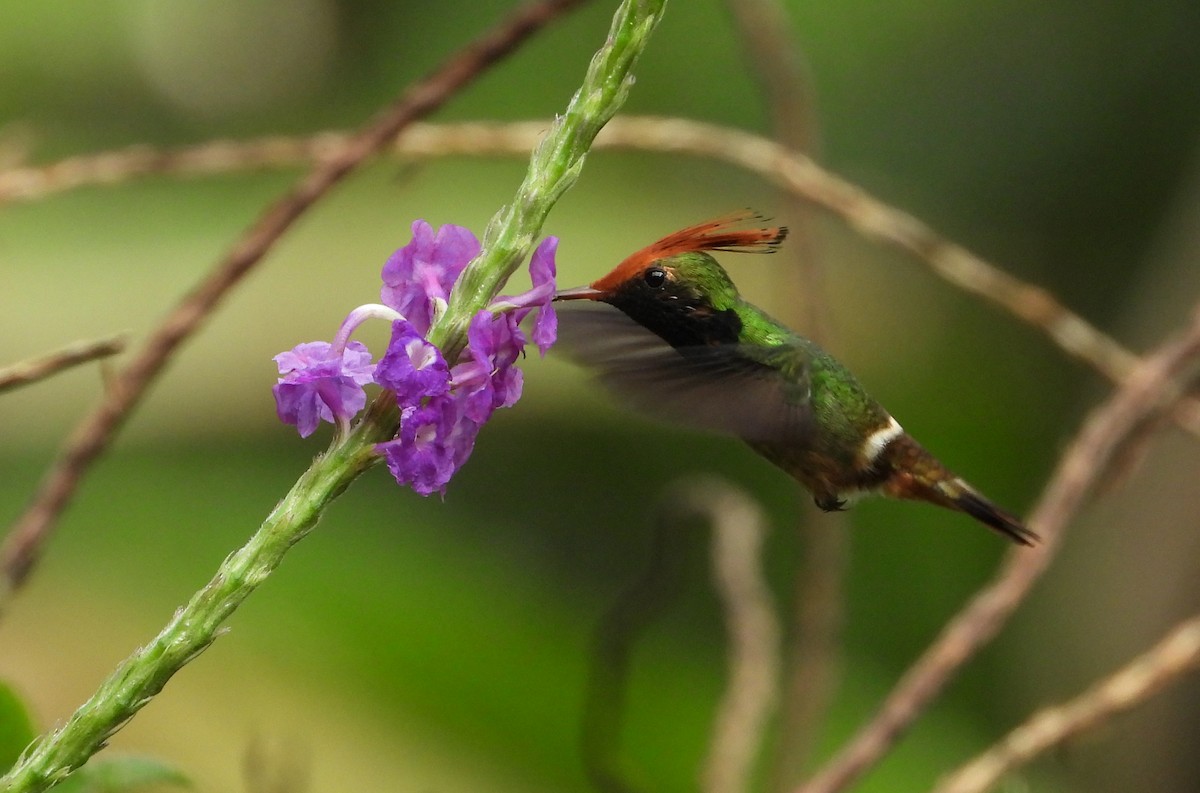 チャカザリハチドリ - ML644259785