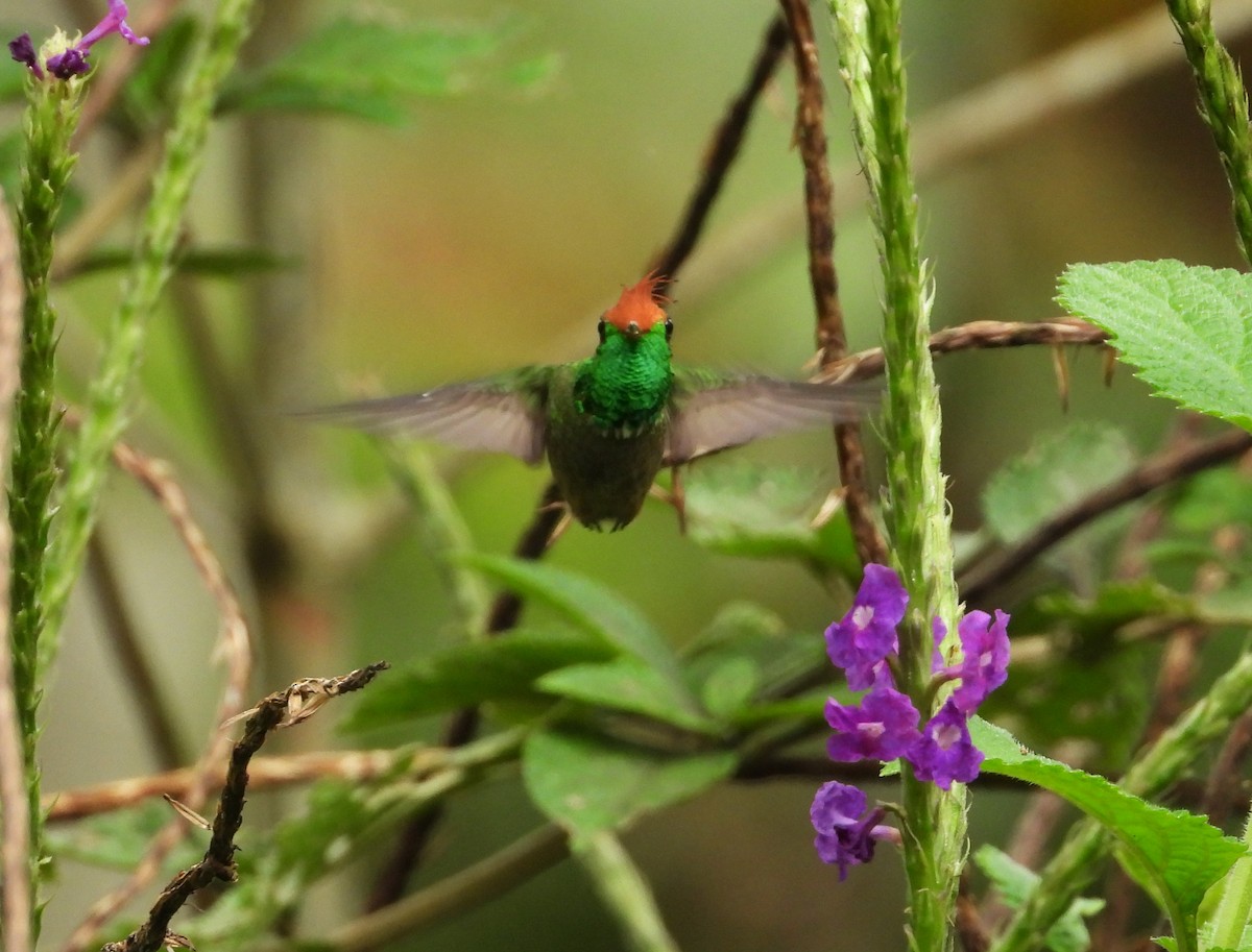 チャカザリハチドリ - ML644259794