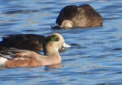 Amerika Fiyusu - ML644259797