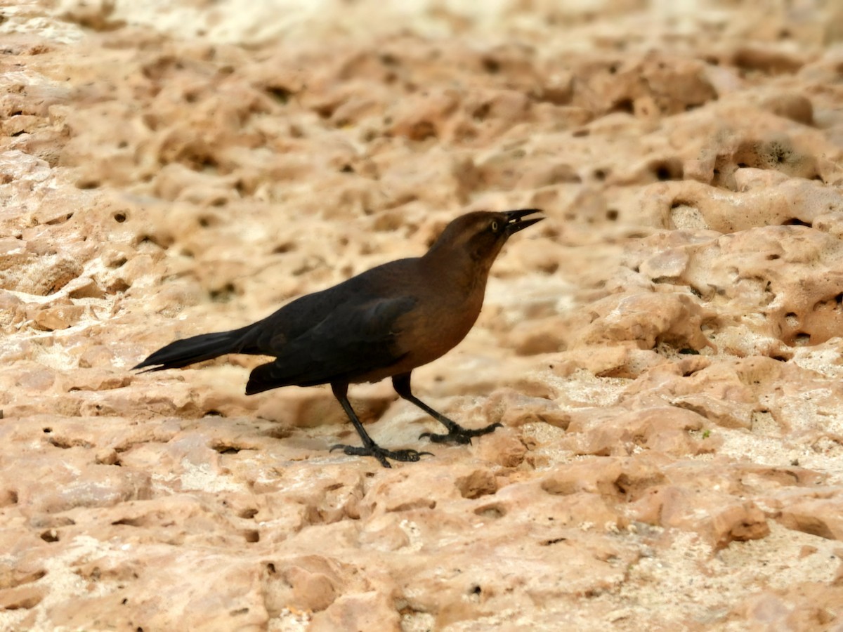 Great-tailed Grackle - ML644259807