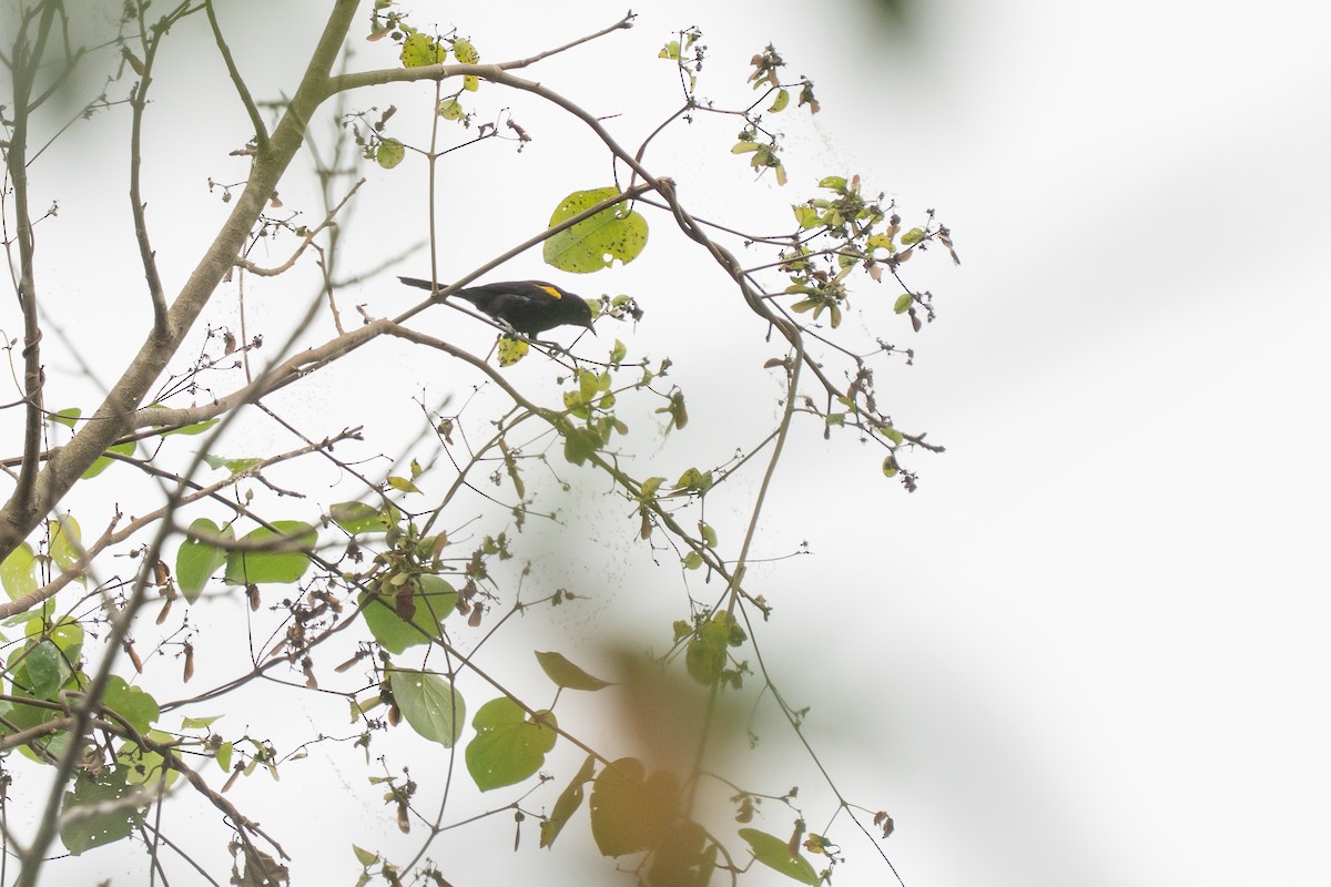 Variable Oriole - ML644259809