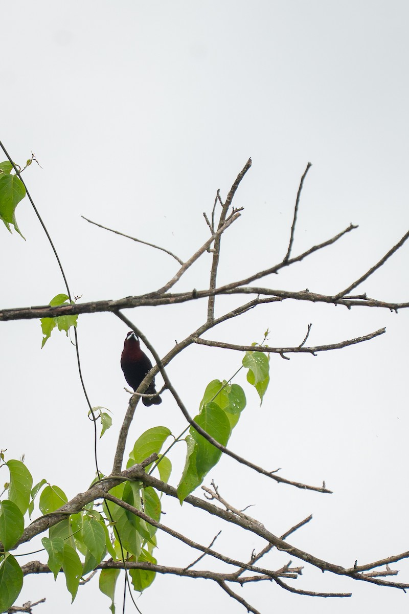 Silver-beaked Tanager - ML644259813