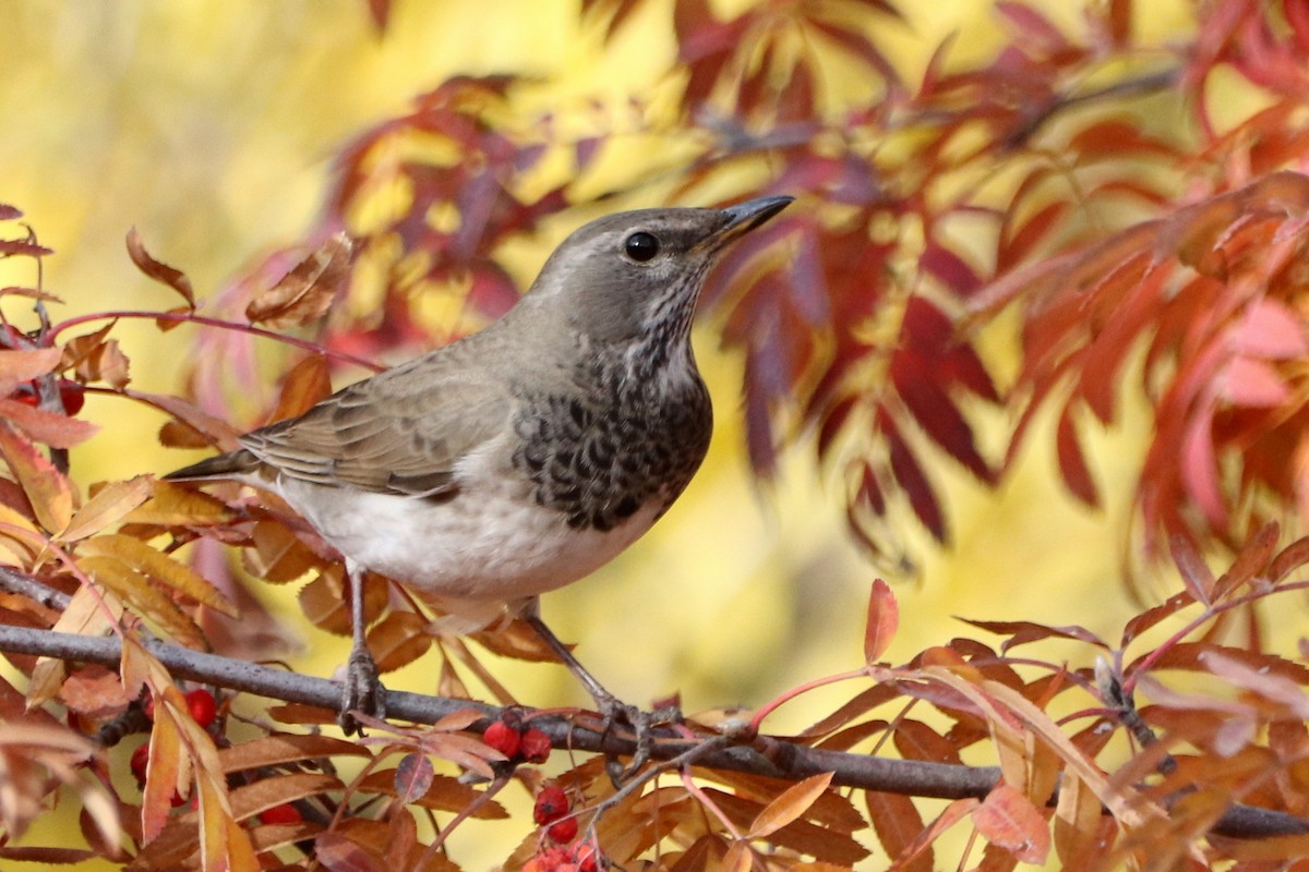 Дрізд чорноволий - ML644259814