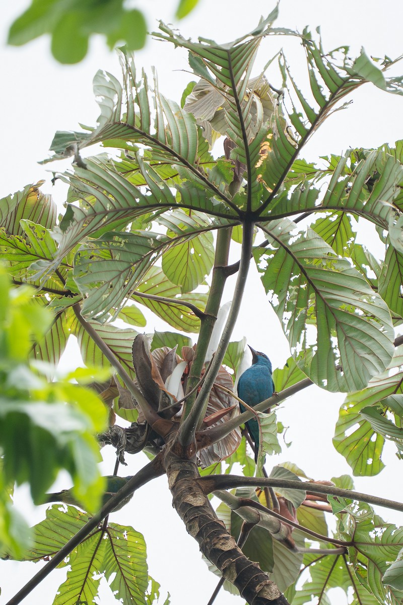 Blue Dacnis - ML644259815