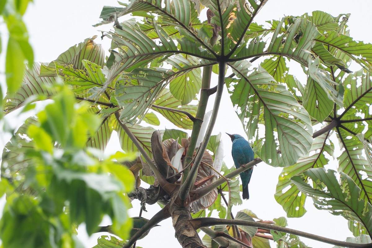 Blue Dacnis - ML644259816