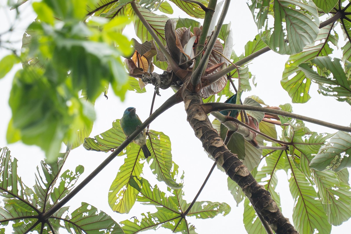 Blue Dacnis - ML644259817