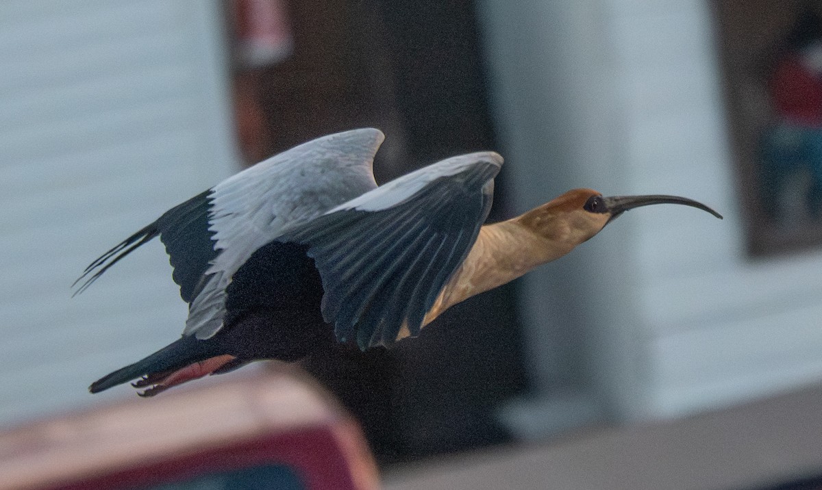 İbikli Sarıca Aynak - ML644259825