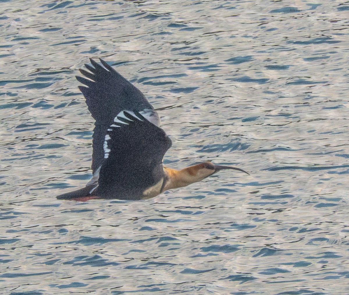 İbikli Sarıca Aynak - ML644259826