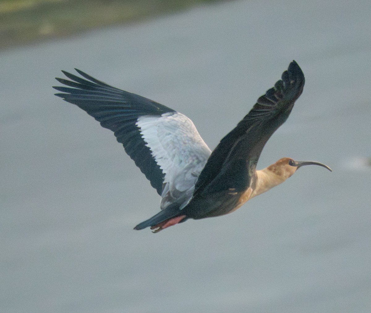 İbikli Sarıca Aynak - ML644259827