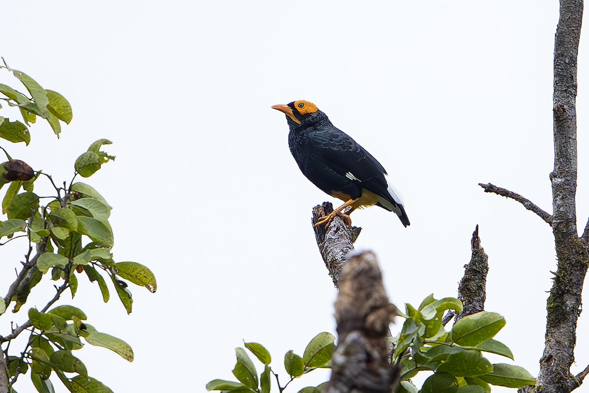 Yellow-faced Myna - ML644259847