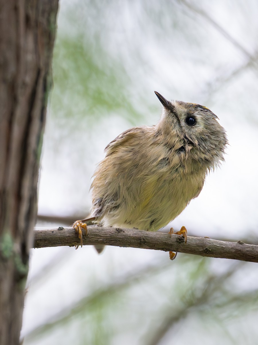 fuglekonge - ML644259855