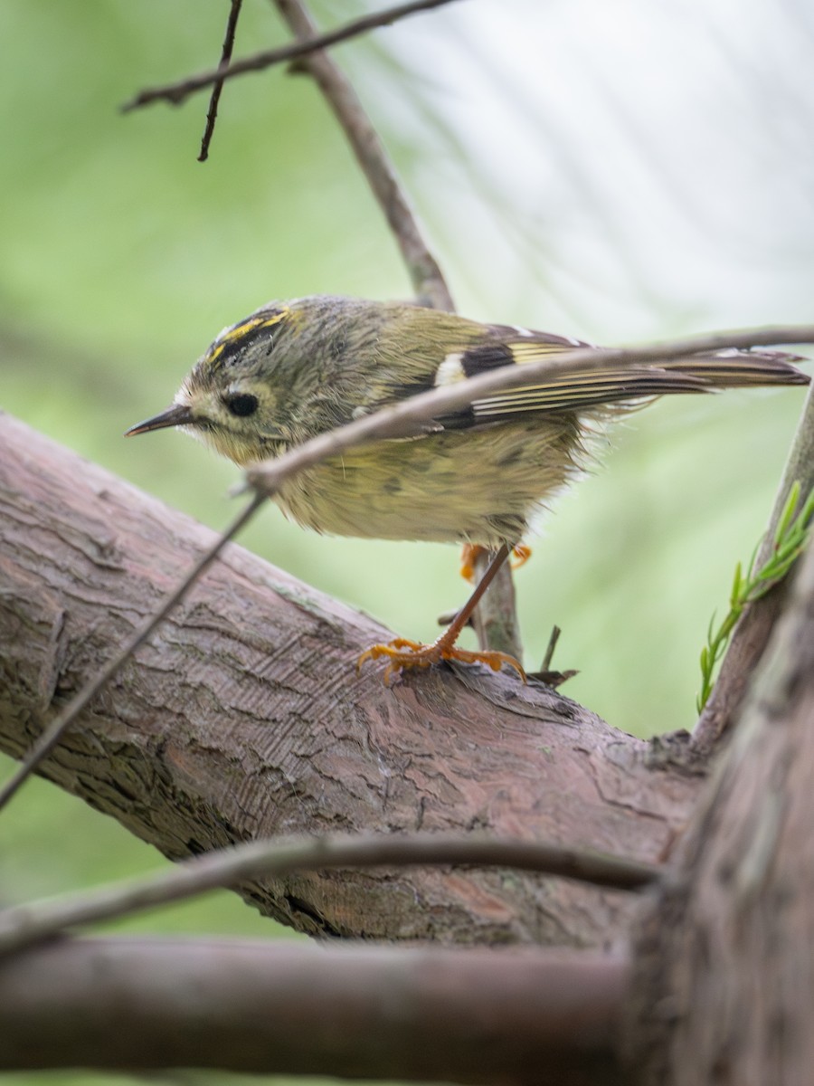 fuglekonge - ML644259863