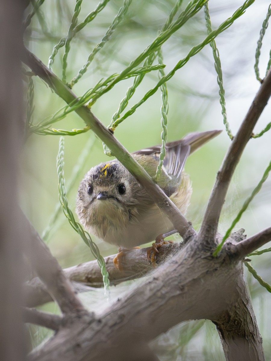 fuglekonge - ML644259865