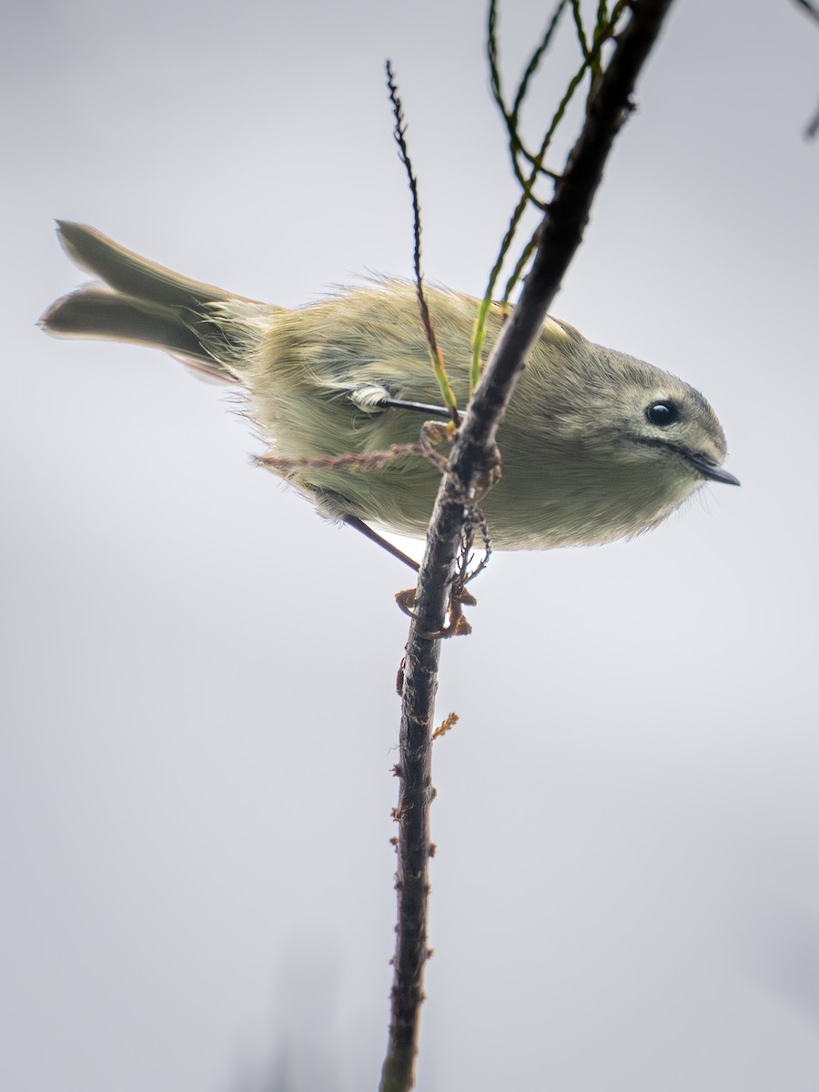 fuglekonge - ML644259866