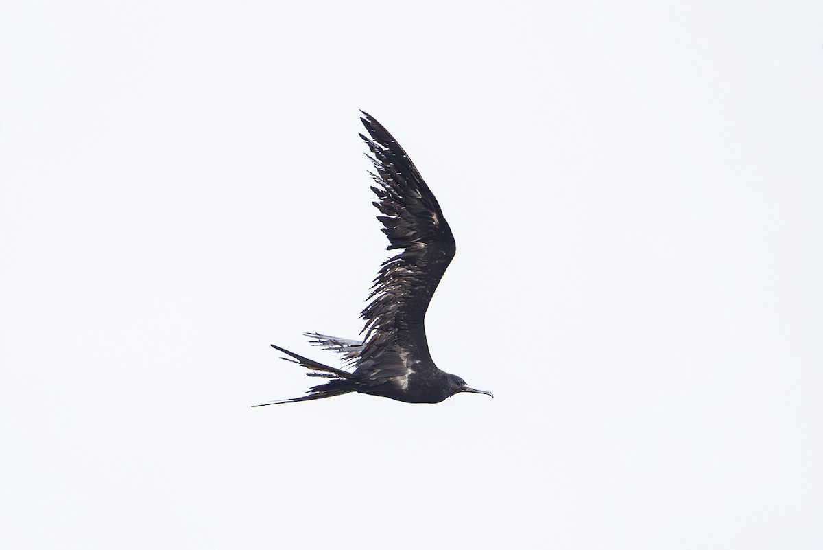 Lesser Frigatebird (Lesser) - ML644259871