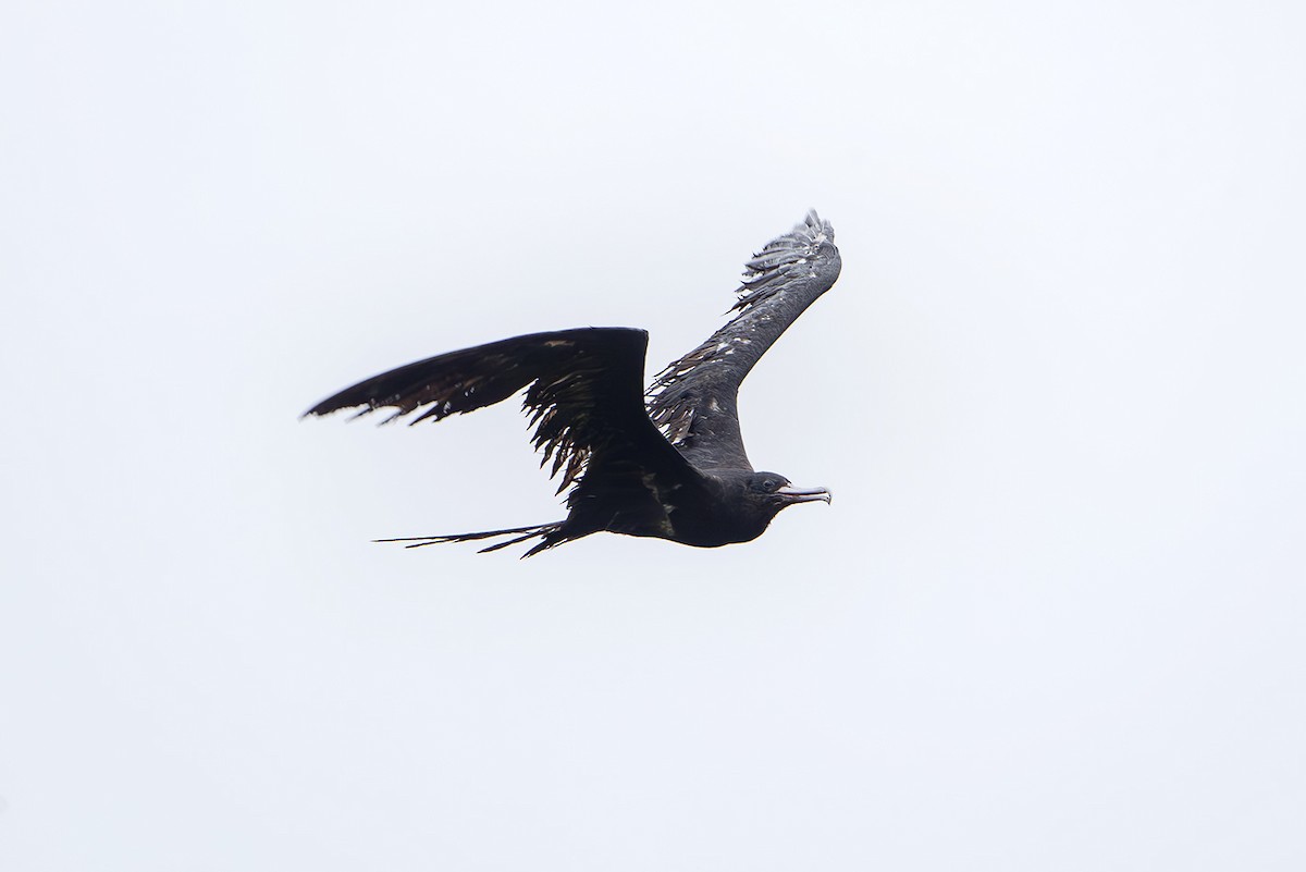 Lesser Frigatebird (Lesser) - ML644259872