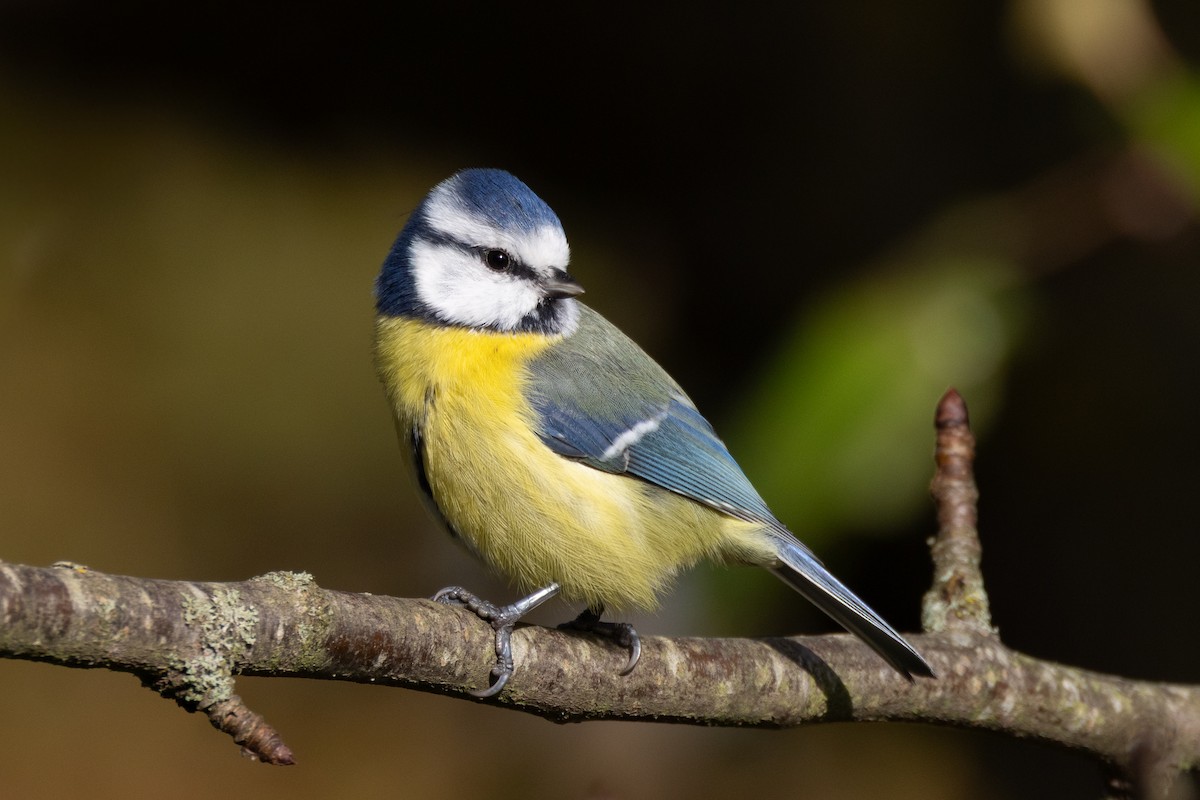 Eurasian Blue Tit - ML644259875