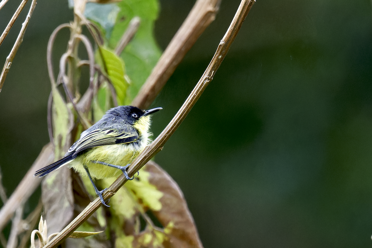Желтобрюхий тоди-мухолов - ML644259885