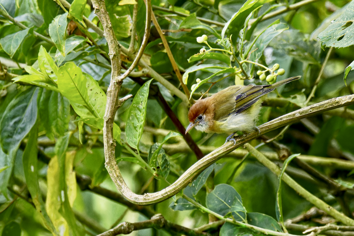 Каштановоголовый виреончик - ML644259898