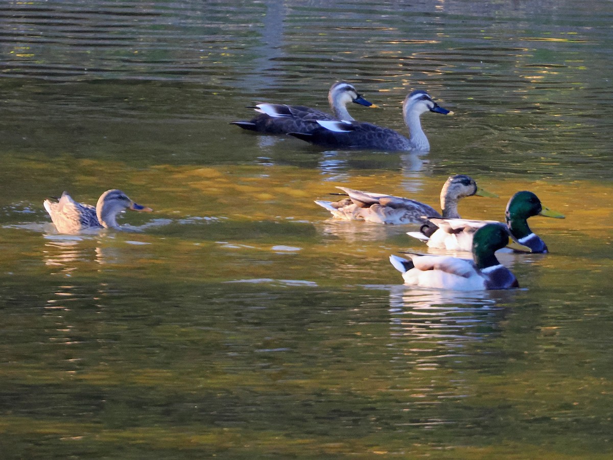 Eastern Spot-billed Duck - ML644259899