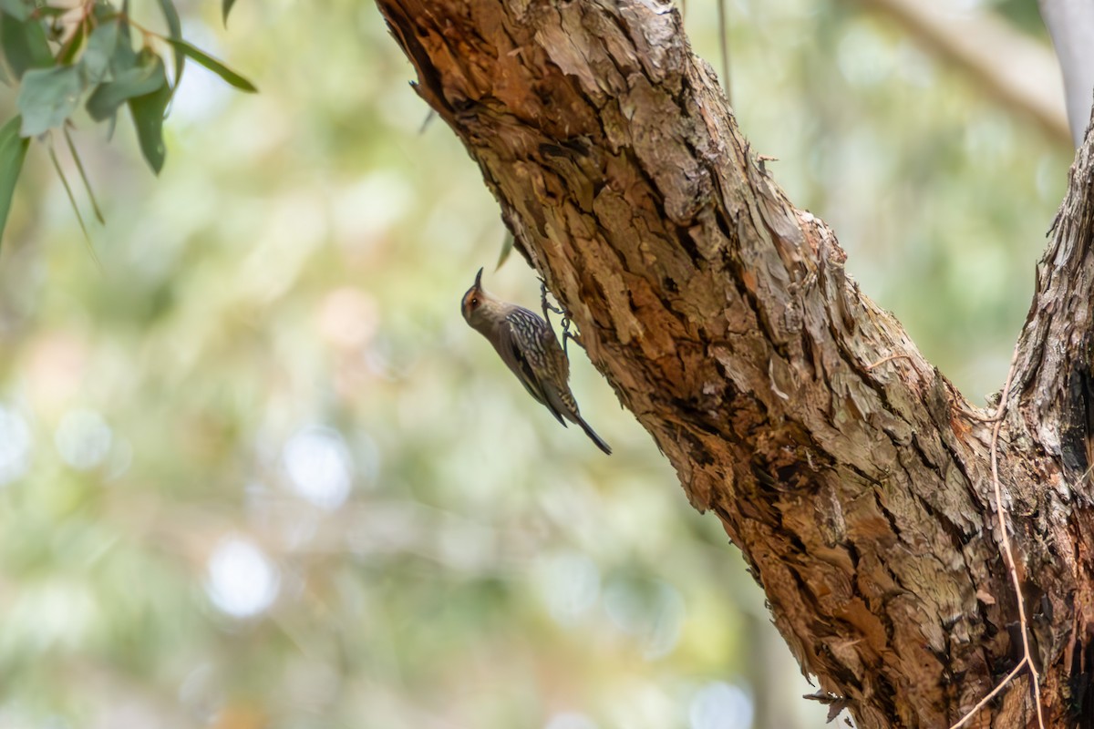 Échelet à sourcils roux - ML644259902