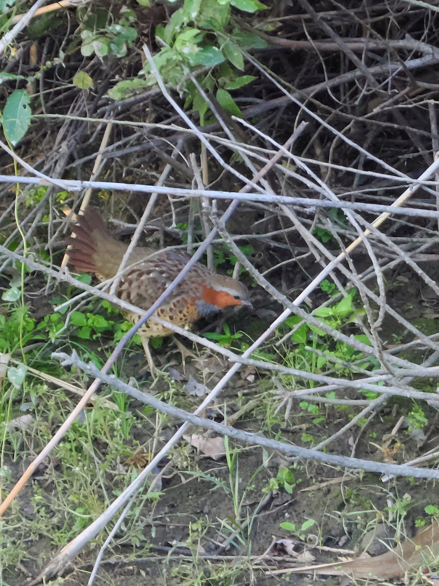 Bambusicole de Chine - ML644259915