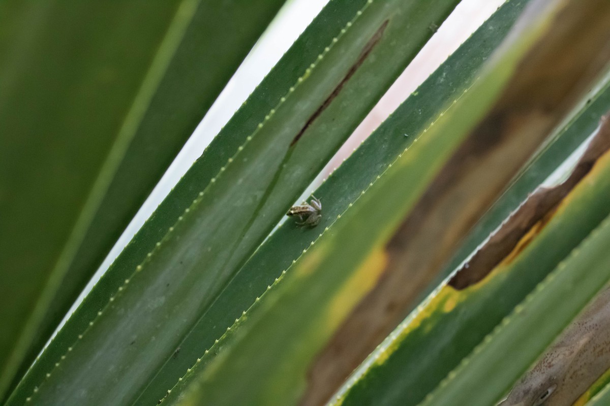 Animals - ML644259916