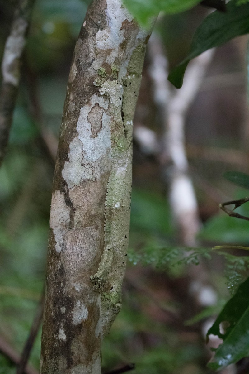 Animals - ML644259917