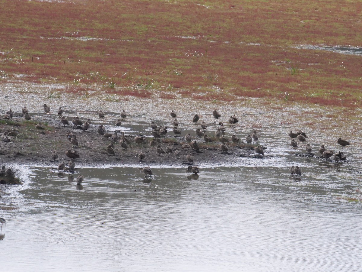 Zertzeta grisa - ML644259918