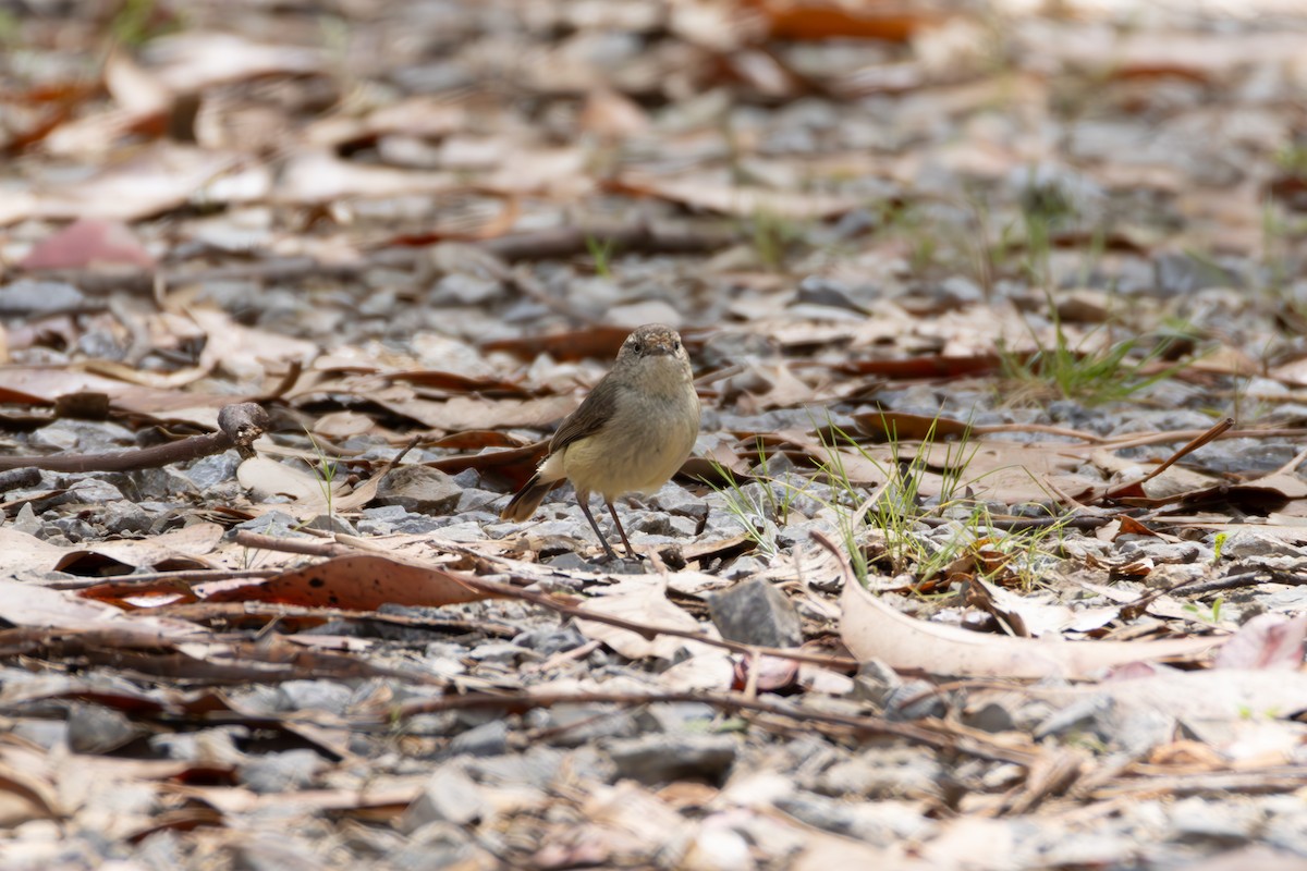 Acanthize à croupion beige - ML644259920