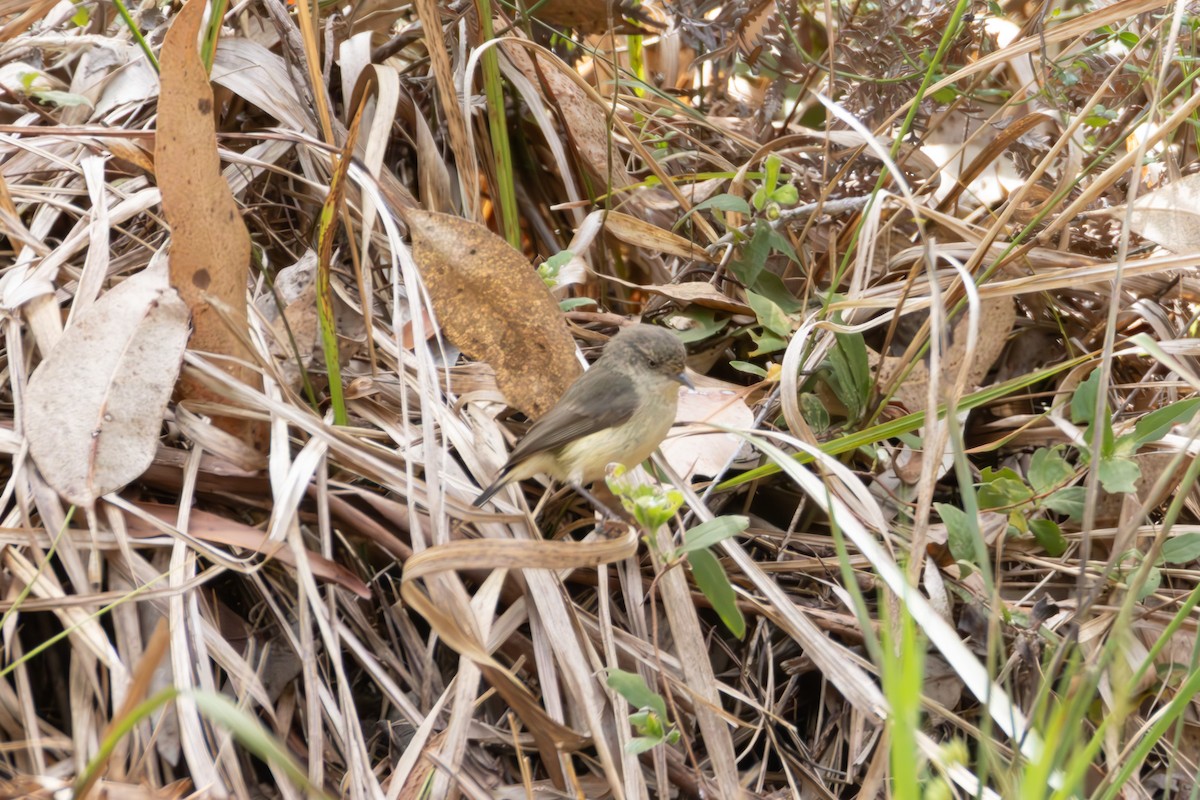 Acanthize à croupion beige - ML644259921