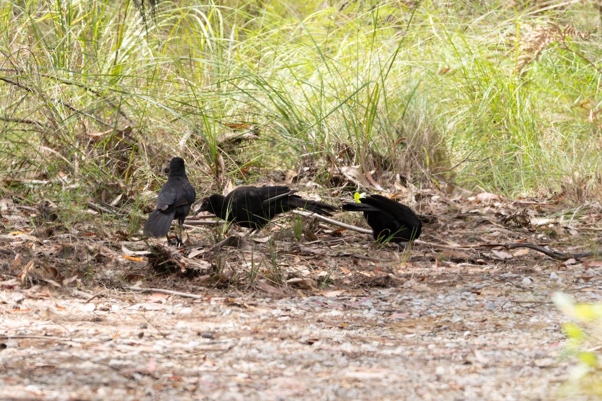 White-winged Chough - ML644259924