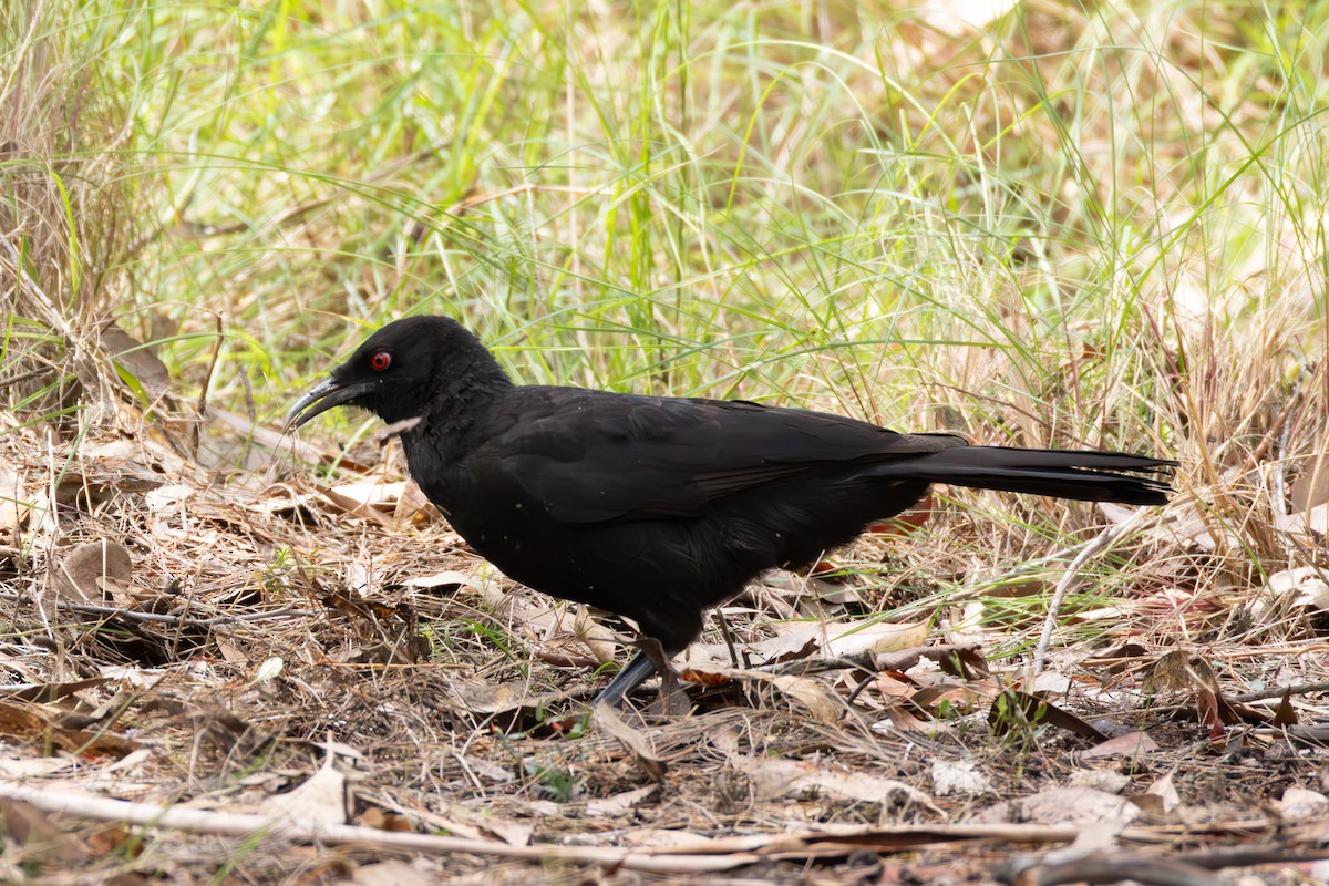 White-winged Chough - ML644259925