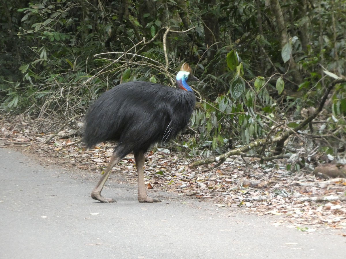 Southern Cassowary - ML644259928