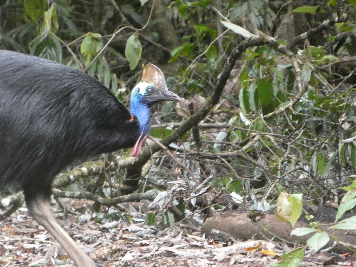 Southern Cassowary - ML644259929