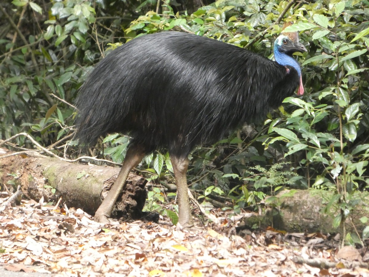 Southern Cassowary - ML644259930